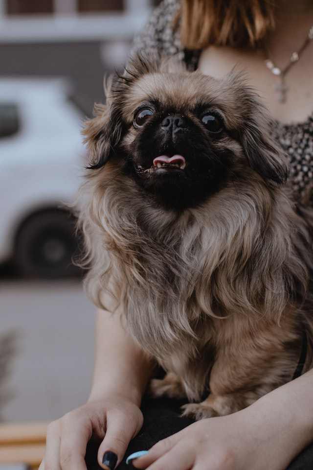 How Pekingese dogs show affection