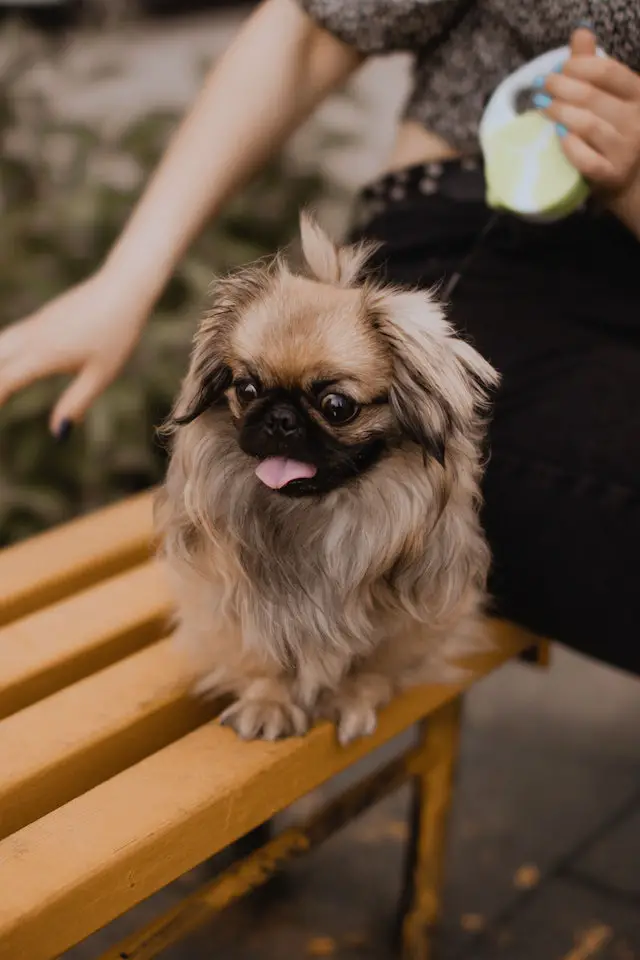 Ways to help a Pekingese that is shaking