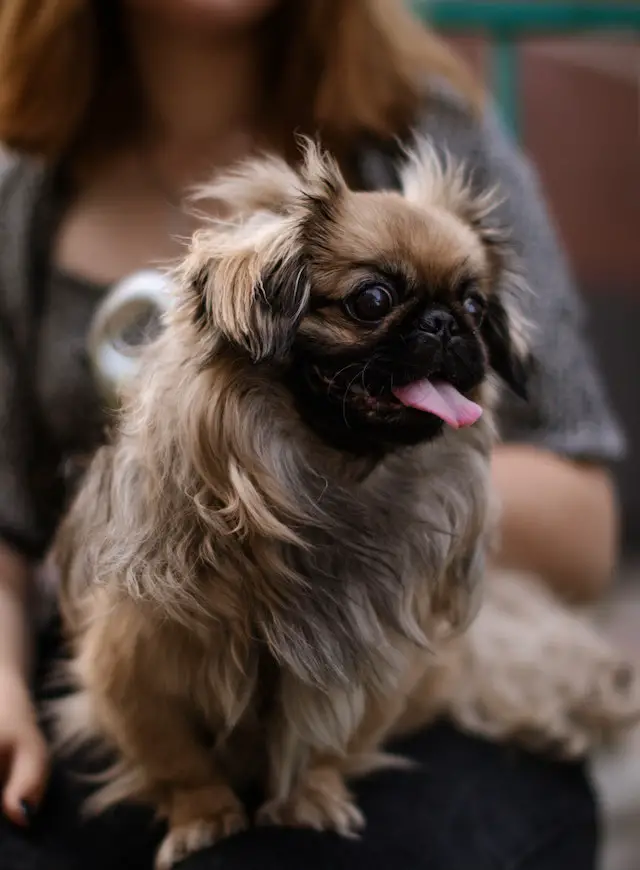 Pekingese are affectionate and playful