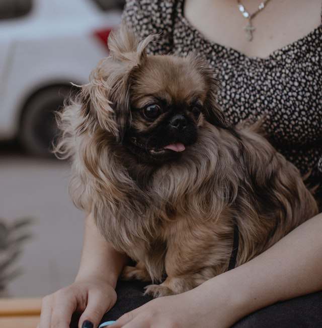 How to show affection to a Pekingese dog