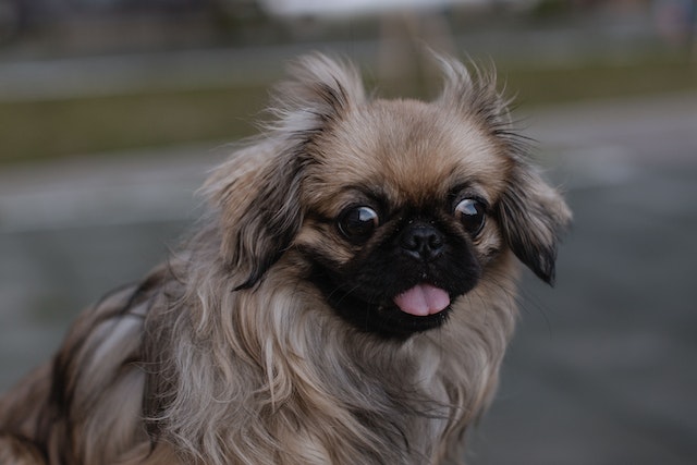 How can you reduce Pekingese barking