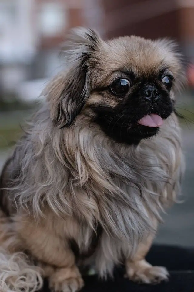 Ways to care for a Pekingese eye