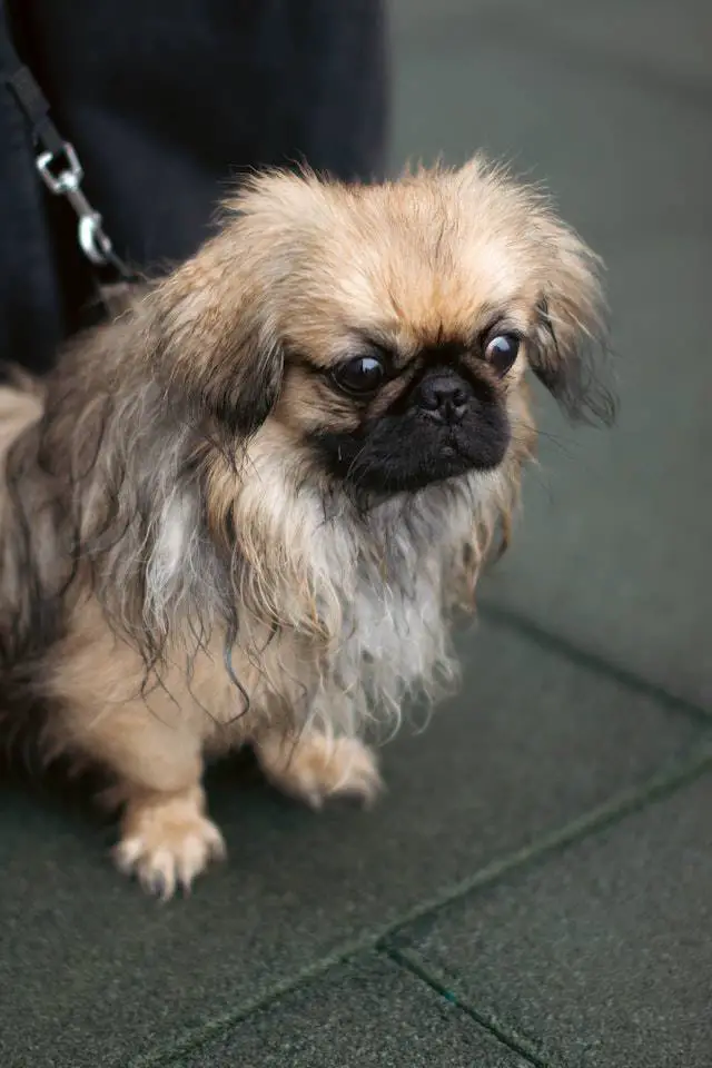 Heatstroke is one of the common health issues that Pekingese dogs face