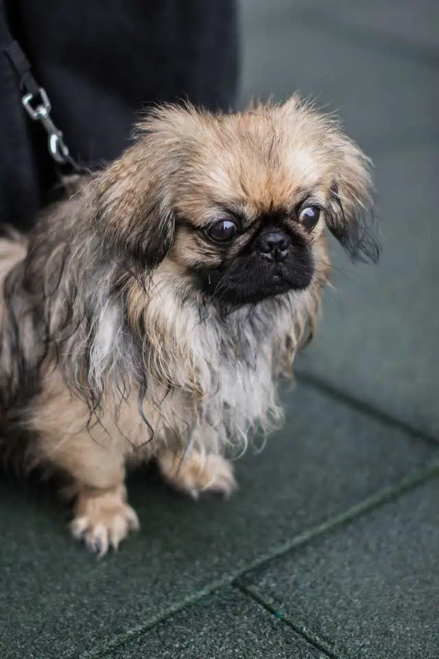 Ways to reduce Pekingese shedding