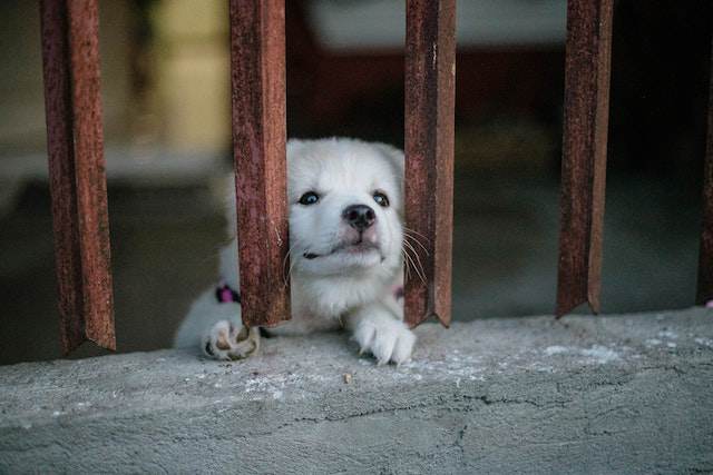 How to help a new puppy adjust to its crate at night