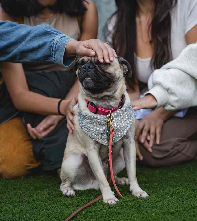Tips for Nurturing a Well-Balanced Pug