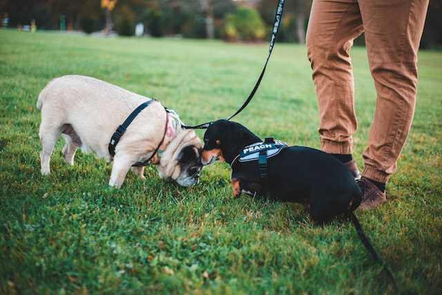 Visit dog parks