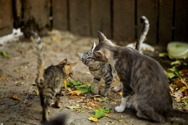Ways Mother Cats Discipline Their Kittens