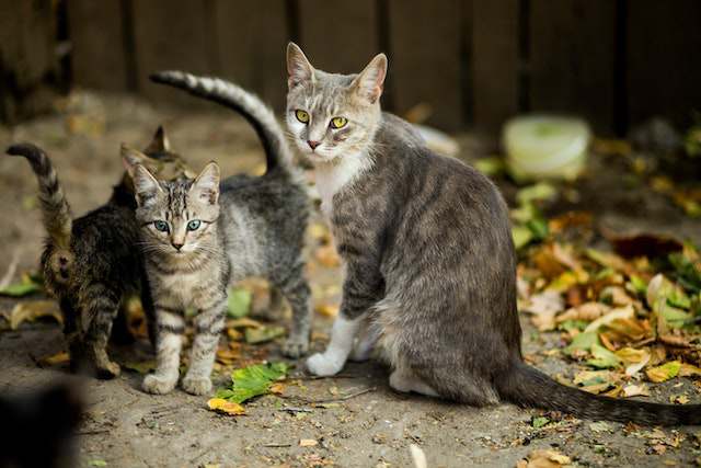 Benefits of mother cat discipline on kittens