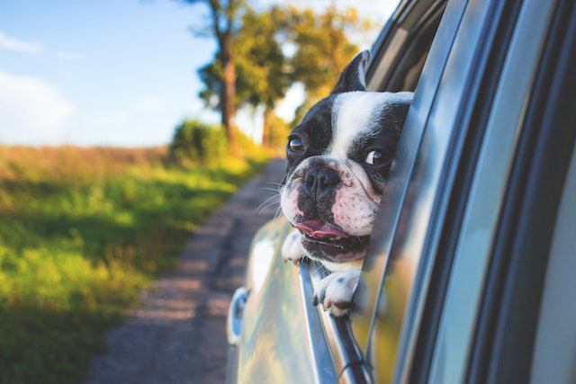 Reasons for Dog Excessive Drooling in the Car