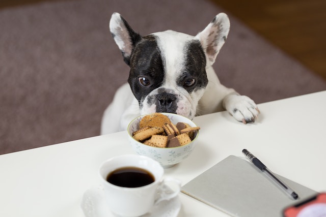 How to address dog guarding food but not eating