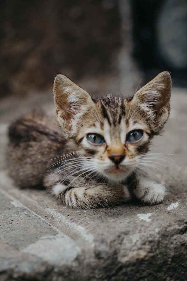 Feline Leukemia Modes of Transmission in Cats