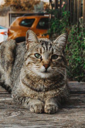 Tips for Extending Outdoor Cat Lifespan