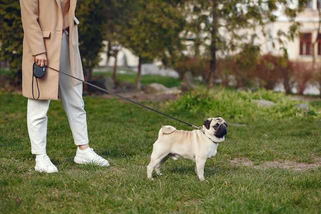 Different Ways of Pug Socialization