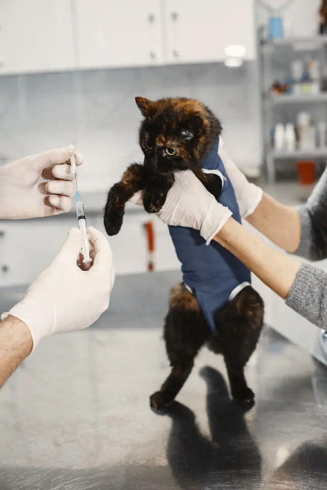 Potential 3 Year Rabies Vaccine for Cats Side Effects