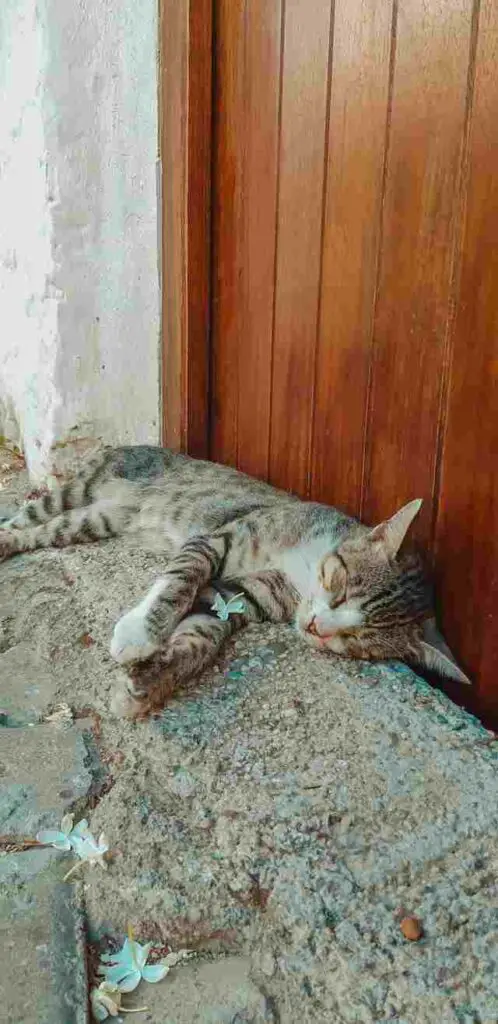 Reasons Why Cats Sleep Outside Their Owners' Doors