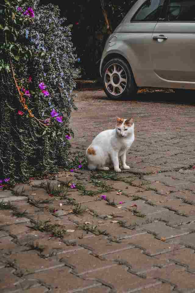 Lack of Human Interaction and Socialization affect feral cat lifespan