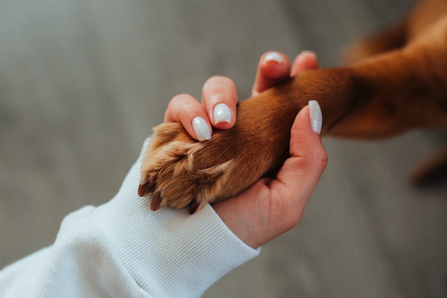 Reasons Why Dogs Bite Their Back Paws