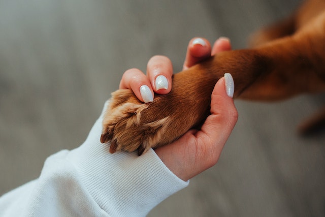 why-do-dogs-bite-their-back-paws-see-9-reasons