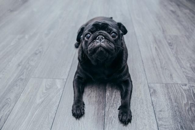 9 Causes of Pug Diarrhea and Vomiting [Useful Tips]