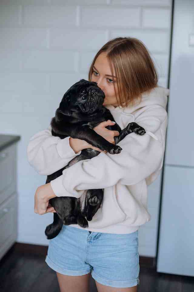 Benefits of Adopting a Pug
