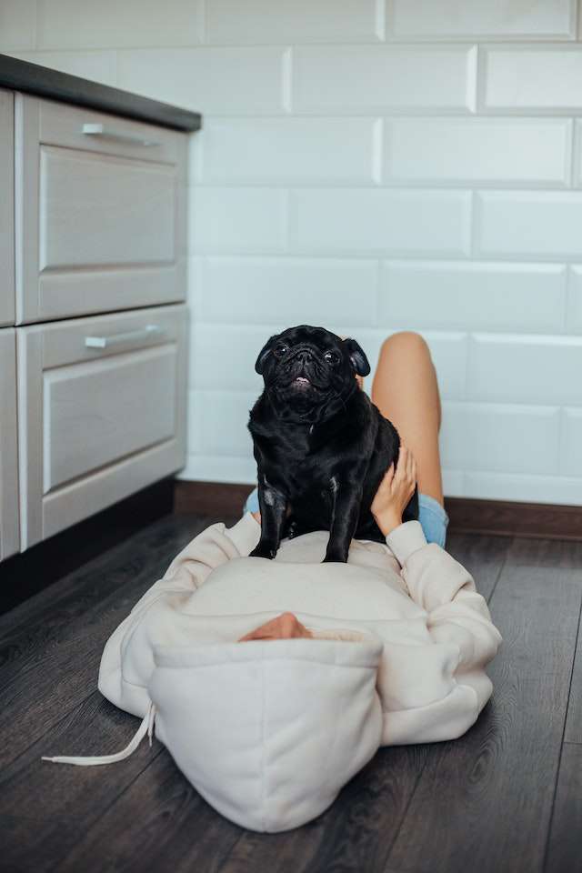 Common Mistakes to Avoid During Pug Exercise