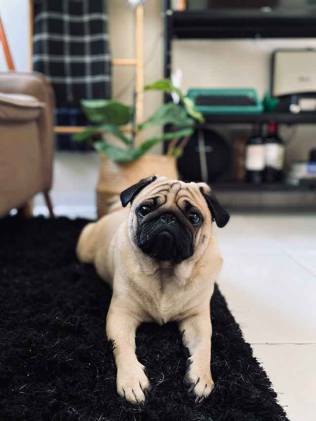 Tips for Addressing Pug Growling