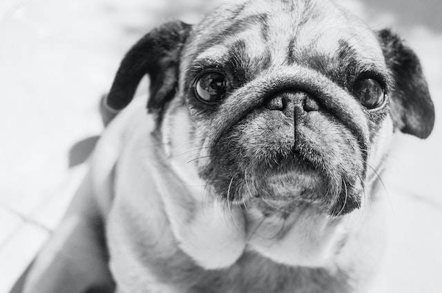 Potential Health Concerns Associated with Pug Wrinkles