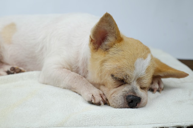 What Do Chihuahuas Usually Die From [See 9 Illnesses]