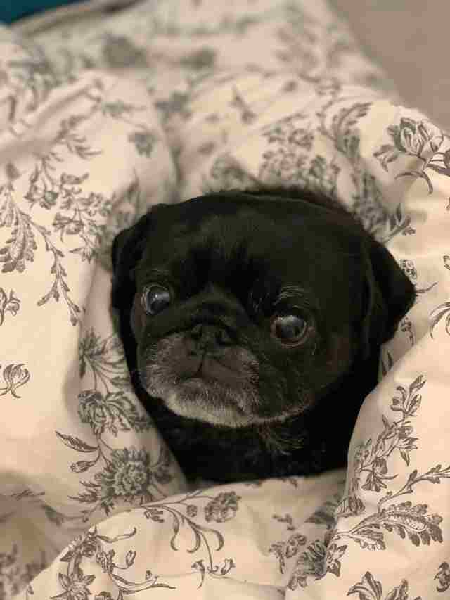 Reasons Why Your Pug is Shaking