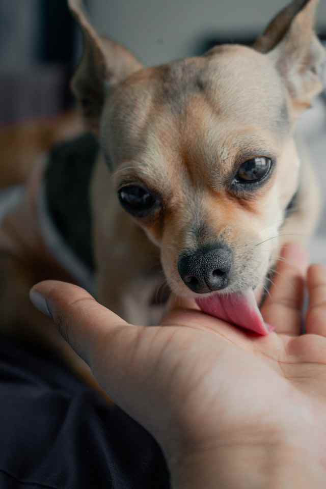 Reasons why your dog licks your hands
