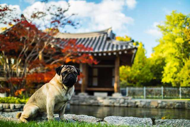 Why Do Pugs Dig [See 10 Reasons With Tips]