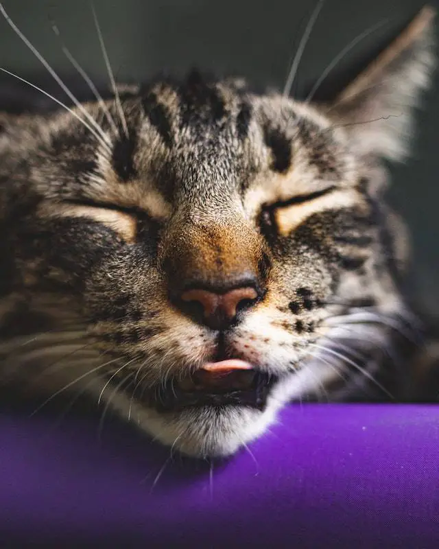 Ways to Help Your Cat Sleep at Night