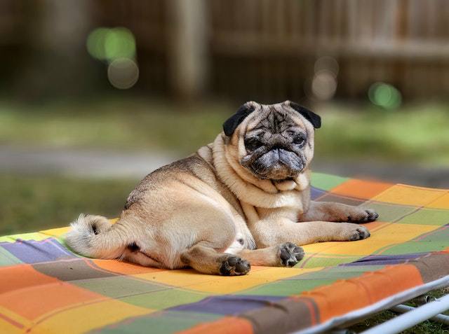 9 Causes of Pug Skin Allergies [Prevention & Treatment]