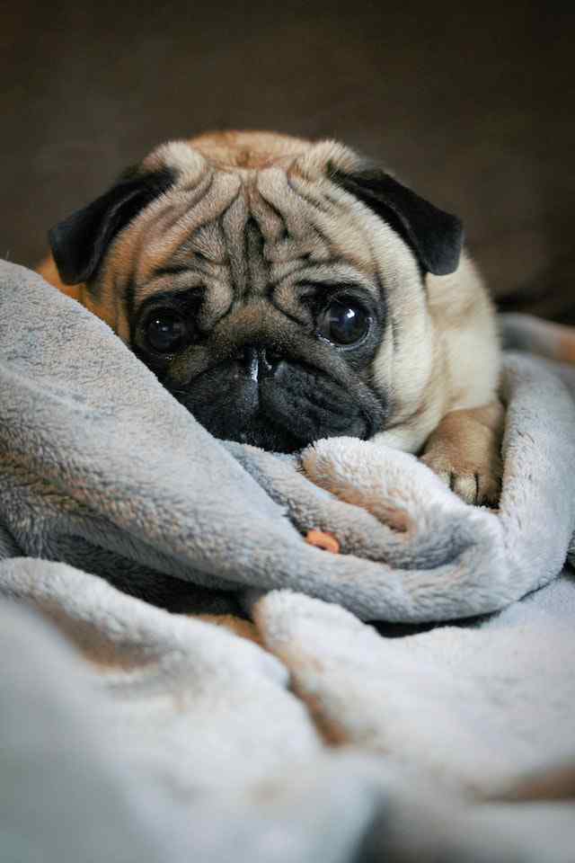 Changes in urination patterns in pugs