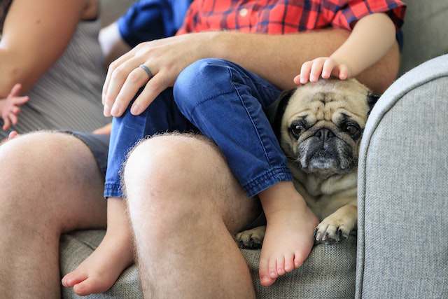 Introducing your pug to children