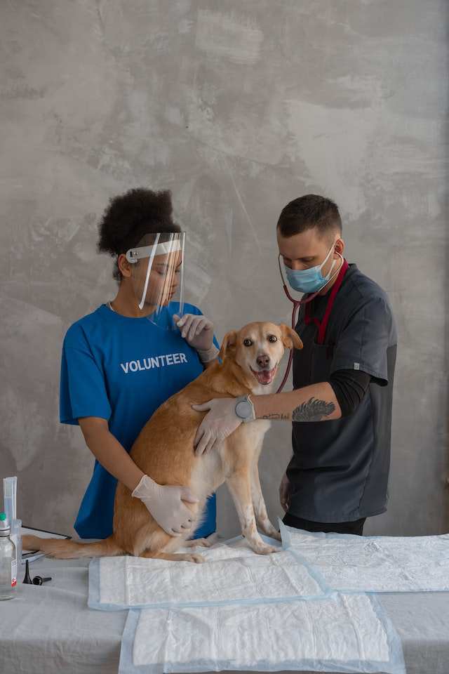 After receiving the rabies vaccine, some dogs may develop gastrointestinal issues