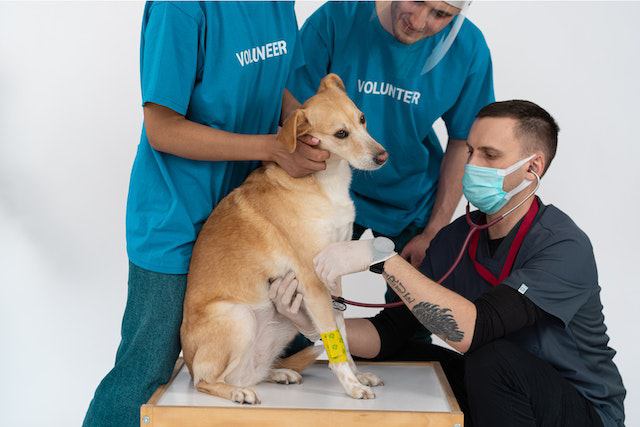 Managing and Minimizing Side Effects of Rabies Vaccine in Dogs