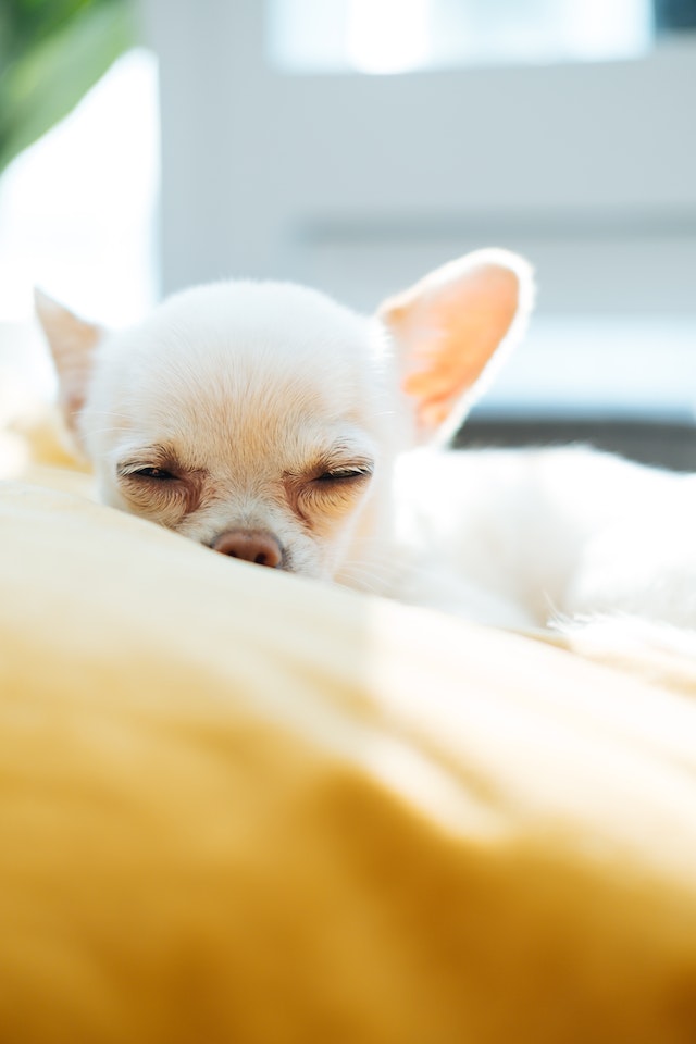Causes of death in Chihuahuas