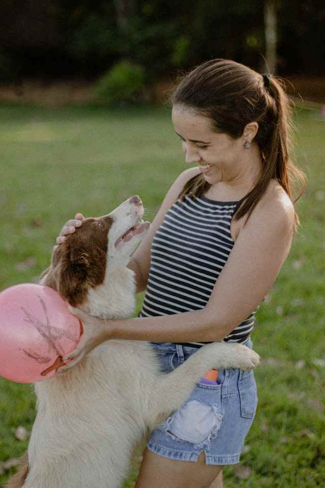 Tips for Preventing Dog Possessive of Toys With Other Dogs