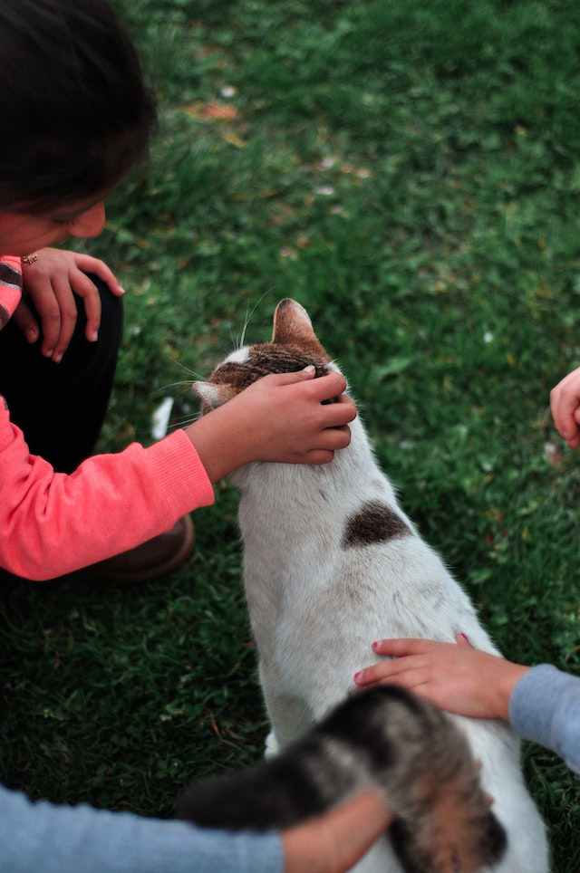 Encouraging exposure of cats to different people