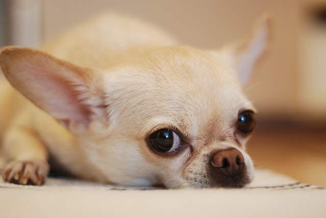 Ways to help Chihuahuas live longer and healthier