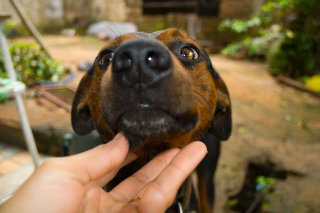 How to train a dog to stop barking when other dogs bark