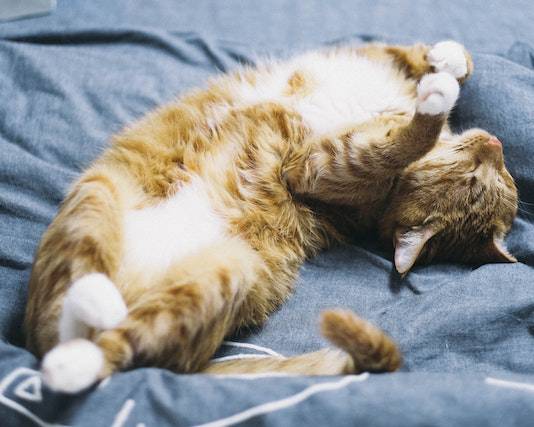 Tips for Helping Your Cat Sleep Better