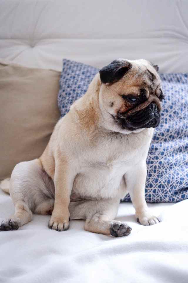 Pug Skin Infections