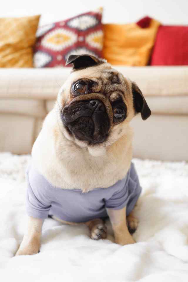 Tips for Training an Older Pug