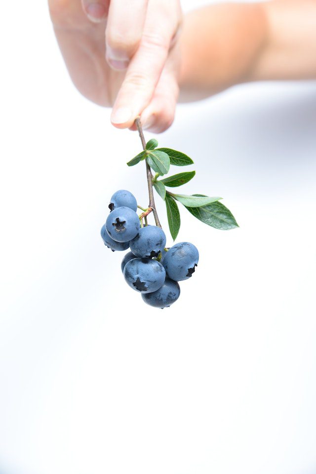 Benefits of feeding blueberries to Pugs