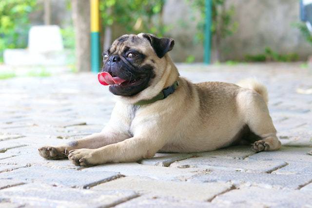 9 Most Common Pug Stomach Problems