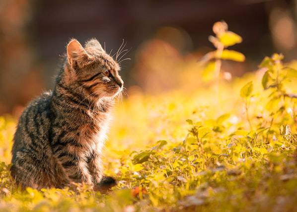 Outdoor Cats are Prone to Disease Exposure