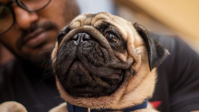 Pugs may start growling in response to a variety of environmental stimuli